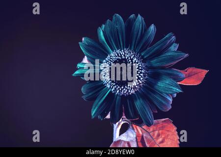 Abstrakte Sonnenblume Pflanze buntes Licht. Schöne Pflanze minimal auf einem dunklen Hintergrund Muster für Design. Stockfoto