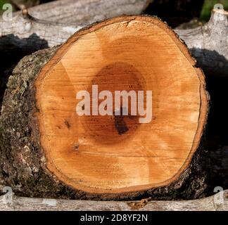 Gesägtes Logbuch des Avocado-Baumes. Frisch gesägtes Holz. Avocado-Bäume, Persea americana, im Winter in australischen Obstgarten beschneiden. Stockfoto