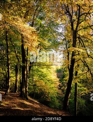 Buche in Streiks Holz Stockfoto