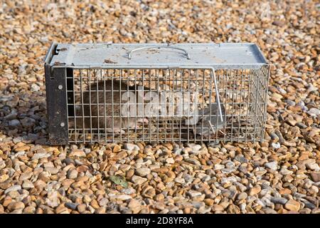 Große braune Falle in einer menschlichen lebenden Falle, Hampshire, England, Großbritannien. Stockfoto