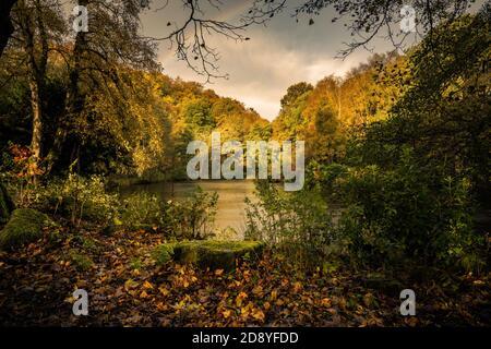 Fishpond Wood im Herbst, Nidderdale, North Yorkshire Stockfoto