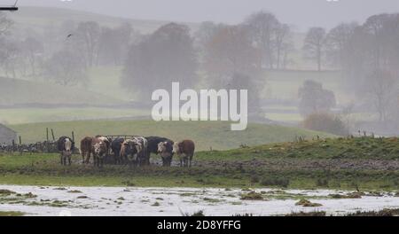 Wensleydale, North Yorkshire, Großbritannien. November 2020. Sturm Aiden fegte über Nacht durch Wensleydale und verursachte Schäden und Überschwemmungen. Zu einer Zeit wurde die Marktstadt Hawes wegen des steigenden Flutwassers abgeschnitten, nachdem der Fluss Ure seine Ufer platzte. Quelle: Wayne HUTCHINSON/Alamy Live News Stockfoto