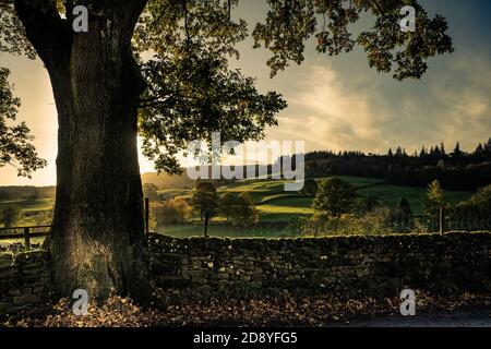 Oak Tree auf der Country Lane, Nidderdale, North Yorkshire Stockfoto