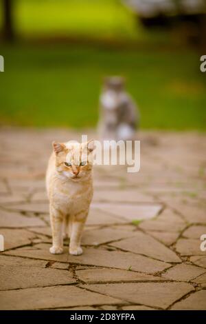 Niedliche Ingwer Katze Spaziergänge auf einem Stein Mosaik Gehweg im Garten. Stockfoto