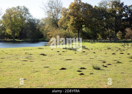 Testwood Forelle Fischerei, Hampshire, England, Vereinigtes Königreich. Stockfoto