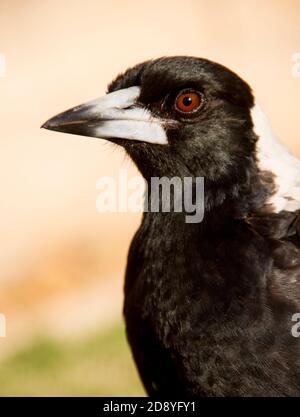 Australische Elster (Cracticus tibicen), privater Garten, Australien. Intelligent, erkennt menschliche Gesichter. Aggressiv gegenüber Fremden während der Brutzeit. Stockfoto