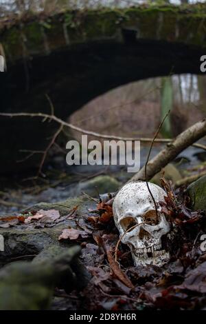 Verlassener Schädel auf Felsen mit Blättern an Ufer eines Herbstbrooks mit uralter Steinbrücke auf Grund. Stockfoto