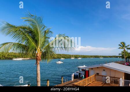 Palme über dem Meer Pier und Boote auf Bucht in Key West, Florida, USA Stockfoto