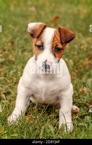 Jack Russell Terrier Welpe sitzt im Gras im Herbst Stockfoto