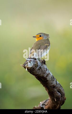 Europäischer Rotkehlchen Erithacus rubecula thront im Herbst auf einem Ast Saison Stockfoto