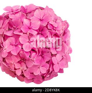 Rosa Hortensia (Hydrangea macrophylla) isoliert auf weißem Hintergrund. Hortensia Blume aus nächster Nähe Stockfoto