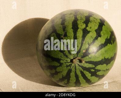 Gelb reife ganze Wassermelone für Wassermelone Ernährung Stockfoto