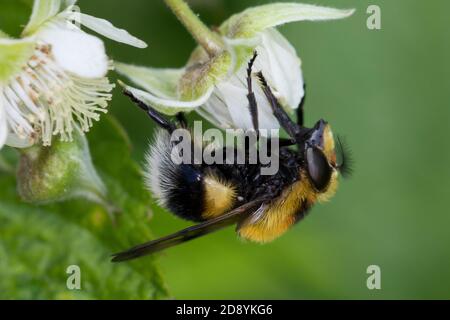 Hummel-Schwebfliege, Hummel-Waldschwebfliege, Pelzige Hummel-Schwebfliege, Hummelschwebfliege, Volucella bombylans, Volucella bombylans var. plumata, Stockfoto