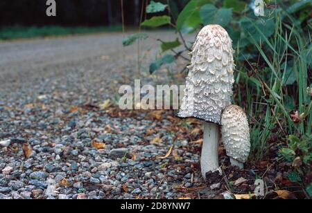 Shaggy Tinte Kappe, Anwalt Perücke, Shaggy Mähne (Coprinus comatus), Fruchtkörper wachsen an einem Straßenrand Stockfoto