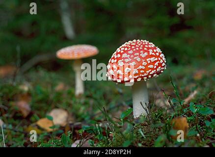 Ein klassisches Bild von einem rot-weiß gefleckte Fliegenpilz. Amanita Muscaria Fliegenpilz Stockfoto