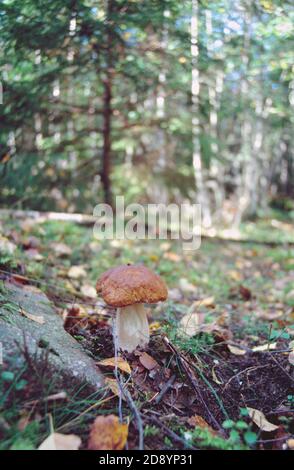 Frisches Waldgebiet CEPS - wilder Pilz in einem Wald in Schweden Stockfoto
