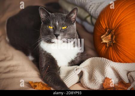 Eine niedliche graue Hauskatze mit gelben Augen liegt auf einem weichen Bett neben einem weißen warmen Pullover, Herbstblättern und einem großen reifen Kürbis. Halloween. Stockfoto