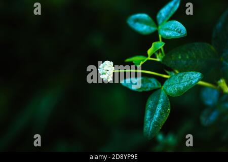 Eine kleine Blume aus weißem Klee blüht in der Dämmerung auf einem dünnen Stiel, und seine Blätter sind mit kleinen klaren Tau-Tropfen bedeckt. Stockfoto