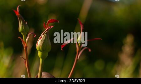 Junge blühende Kletterrosen Knospen auf dem verschwommenen Wiesenhintergrund. Rose. Stockfoto