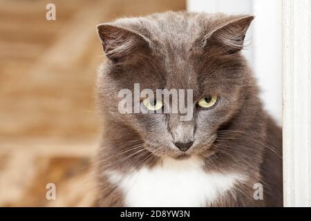 Porträt einer hübschen chartreux Katze mit langen Haaren und gelben Augen. Stockfoto
