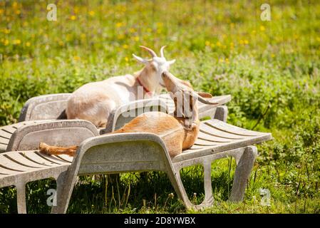 Es ist die Urlaubszeit für ein paar Ziegen, die im Sommer auf Lounge-Stühlen liegen Stockfoto