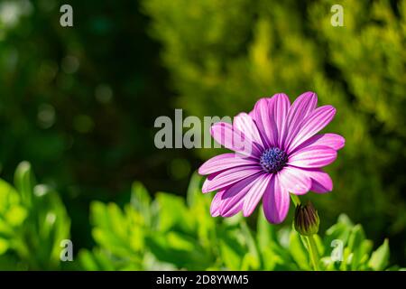 Nahaufnahme einer lila oder violetten Blume, sonnig, auf einem Hintergrund von lebendigen Grüntönen Stockfoto