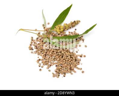 Vitex agnus-castus, auch vitex genannt, keuscher Baum oder Chastetree, Chasteberry, Abrahams Balsam, lila Chastetree, oder Mönch Pfeffer isoliert. Stockfoto