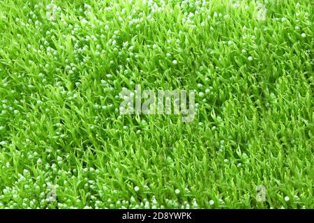 Draufsicht grünes Moos für Hintergrundtextur. Hochauflösendes Foto. Volle Schärfentiefe. Stockfoto