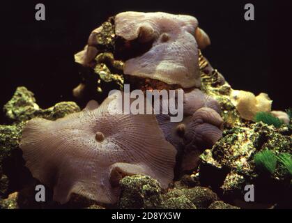 Discosoma ist eine Gattung von Cnidarien in der Ordnung Corallimorpharia. Zu den gebräuchlichen Namen gehören Pilzanemon, Bandscheibenanemon und Elefantenohrpilz Stockfoto