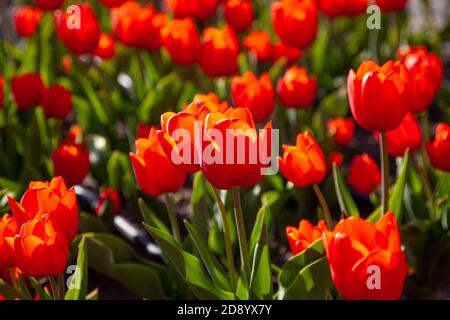 Rote Tulpen Hintergrund. Schöne Tulpe auf der Wiese. Blütenknospe im Frühling im Sonnenlicht. Blumenbeet mit Blumen. Tulpe Nahaufnahme. Rote Blume. Unten Stockfoto