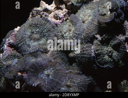 Discosoma ist eine Gattung von Cnidarien in der Ordnung Corallimorpharia. Zu den gebräuchlichen Namen gehören Pilzanemon, Bandscheibenanemon und Elefantenohrpilz Stockfoto