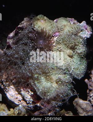 Pilzkorallen (Discosoma sp.), Weichkorallen winkende Hand Anthelia sp. Und fruchtbare Anemontriactis producta auf demselben Gestein Stockfoto