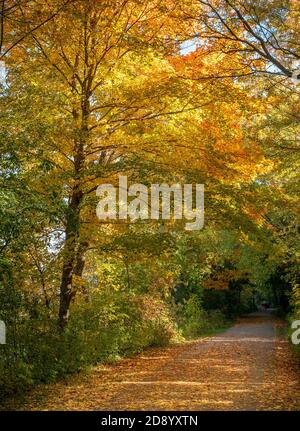 Ahorn Und Esche Mit Leuchtend Orange Roten Blättern Herbst Herbstlaub entlang EINES Fußweges südwestliches Ontario Kanada Stockfoto