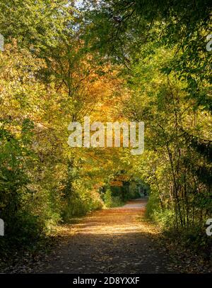 Ahorn Und Esche Mit Leuchtend Orange Roten Blättern Herbst Herbstlaub entlang EINES Fußweges südwestliches Ontario Kanada Stockfoto