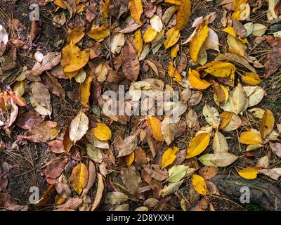 Gefallene Laubblätter Und Kiefernnadeln Liegen Im Wald Boden Ontario Kanada Hintergrund Design Bild Stockfoto