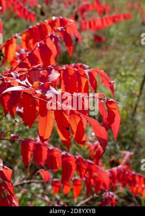 Red Staghorn Sumac (Rhus typhina), Strauchblätter im Herbst Herbst Laub sonnig Wetter Südwest Ontario Kanada Stockfoto