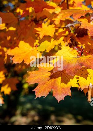 Canadian Maple Tree Blätter Im Herbst Farbe Close Up Details Ontario Kanada Stockfoto