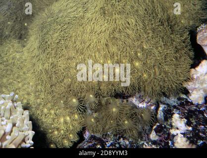 Acrozoanthus ist eine weiche Korallenfamilie Zoanthidae mit einer einzigen Art, Acrozoanthus australiae (Stabpolyp, Stabpolyp, Baumanemone) Stockfoto