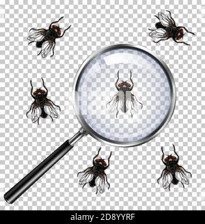 Fliegeninsekten mit Lupe isoliert auf transparenter Abbildung Stock Vektor