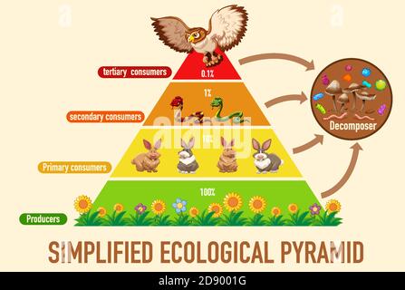 Wissenschaft vereinfacht ökologische Pyramide Illustration Stock Vektor