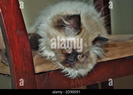 Itty bitty Himalayan Kätzchen spielen auf einem Stuhl Stockfoto