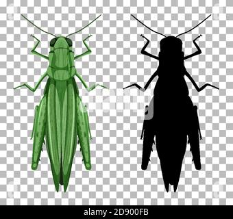 Grasshopper mit seiner Silhouette isoliert auf transparentem Hintergrund Illustration Stock Vektor