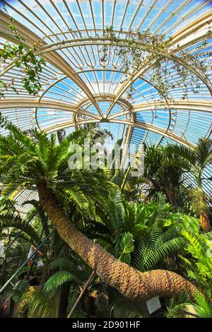 Innenansicht des Palm House in Kew Gardens London Stockfoto