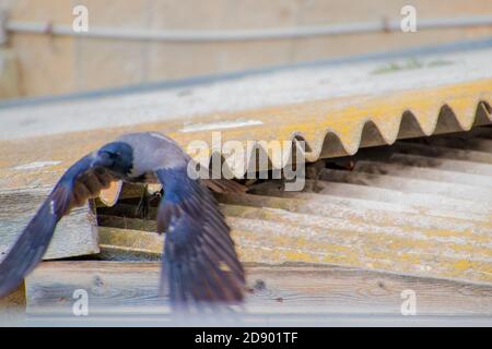 Ein Rabe, der im blauen Himmel fliegt. Stockfoto