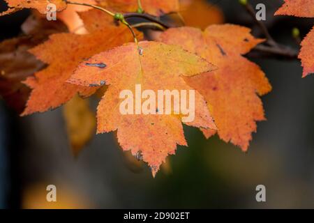 Herbstblätter, sehr flacher Fokus im Wald Stockfoto