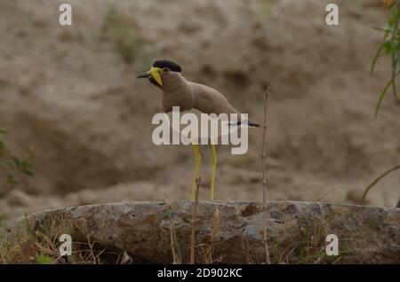 Gelber Kiebitz, Noida, Uttar Pradesh, Indien- 13. Juli 2019: Ein warmer gelber Kiebitz Vanellus malabaricus, der sein Nest in Noida bewacht. Stockfoto