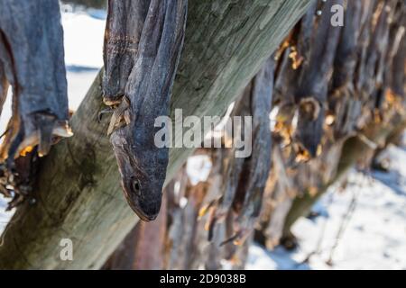 Riesige Holzregale mit Tonnen von Kabeljau Fisch hängen in Offene Seeluft zum Trocknen und Stockfisch werden auf dem Lofoten Inseln in Norwegen am klaren Wintertag mit Stockfoto