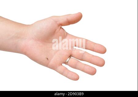 Getötete Mücke auf männlicher Hand auf weißem isoliertem Hintergrund Stockfoto