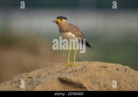 Gelber geflügelter Kiebitz, Noida, Uttar Pradesh, Indien- 11. September 2019: Ein Alarm Gelber geflügelter Kiebitz, Vanellus malabaricus, der sein Nest bewacht. Stockfoto