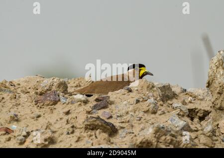 Gelber geflammter Kiebitz, Noida, Uttar Pradesh, Indien- 13. Juli 2019: Eine Warnung Gelber geflammter Kiebitz, Vanellus malabaricus stehend, der sein Nest bewacht. Stockfoto